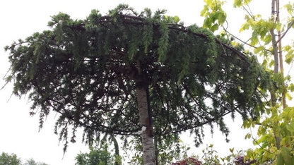  Ceder Als Dakboom (Cedrus Deodara 'Pendula')