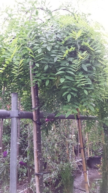  Honingboom (Sophora Japonica 'Pendula')