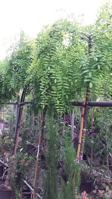  Honingboom (Sophora Japonica 'Pendula')