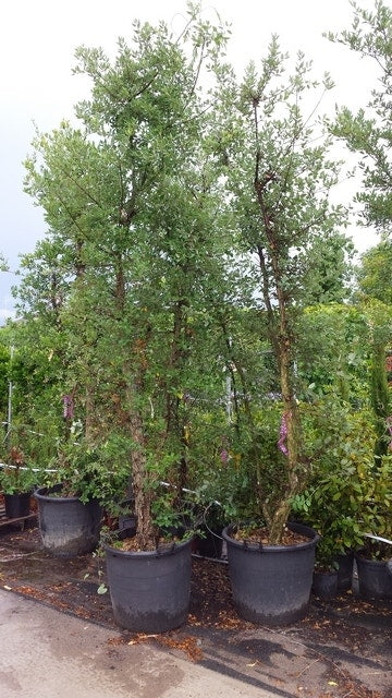  Kurkeik Meerstammig (Quercus Suber)