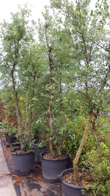  Kurkeik Meerstammig (Quercus Suber)