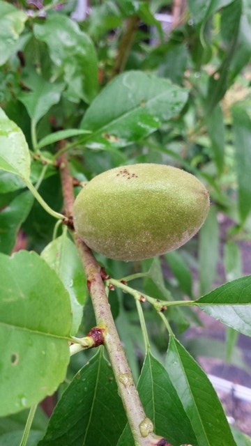  Amandelboom (Prunus Dulcis)