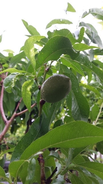  Amandelboom (Prunus Dulcis)