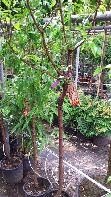  Amandelboom (Prunus Dulcis)