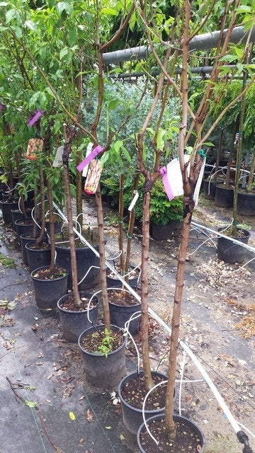  Amandelboom (Prunus Dulcis)
