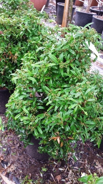  Vuurdoorn Als Bol (Pyracantha 'Navaho')