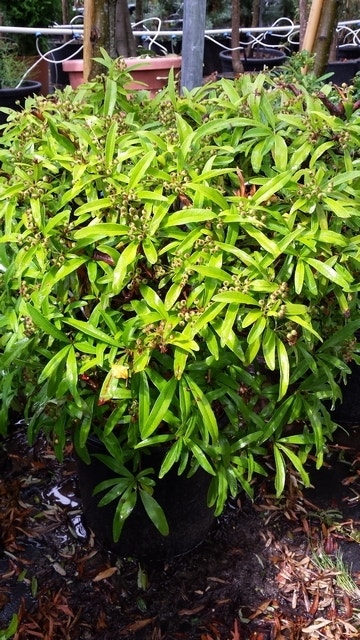  Vuurdoorn Als Bol (Pyracantha 'Navaho')