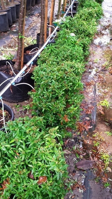  Vuurdoorn Als Bol (Pyracantha 'Navaho')