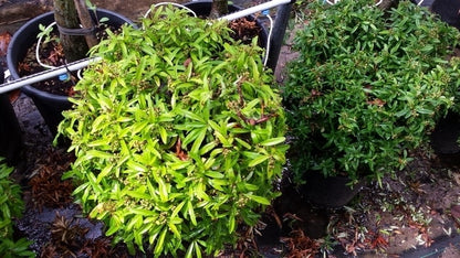  Vuurdoorn Als Bol (Pyracantha 'Navaho')