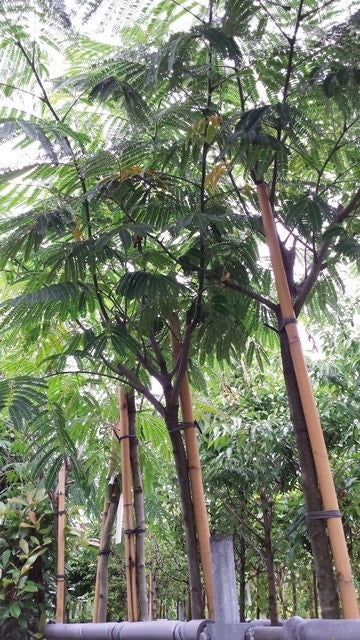  Perzische Slaapboom (Albizia Julibrissin 'Ombrella')
