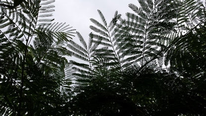  Perzische Slaapboom (Albizia Julibrissin)