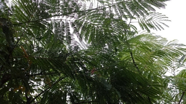  Perzische Slaapboom (Albizia Julibrissin)
