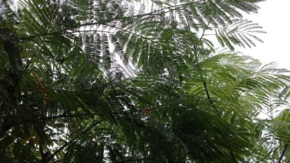  Perzische Slaapboom (Albizia Julibrissin 'Ombrella')