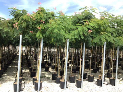  Perzische Slaapboom (Albizia Julibrissin)
