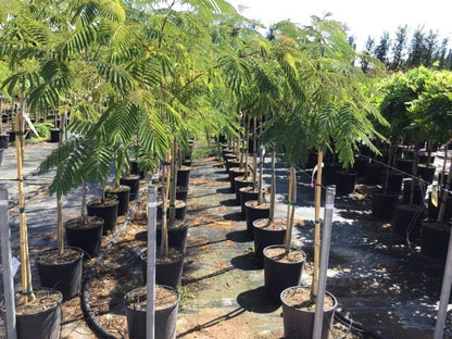  Perzische Slaapboom Als Halfstam (Albizia Julibrissin)