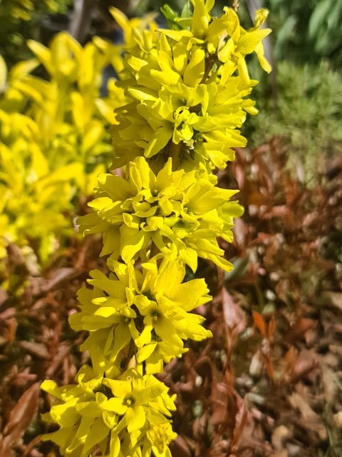 Chinees Klokje (Forsythia Intermedia 'Mikador' ®)