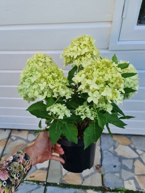  Pluimhortensia (Hydrangea Paniculata 'Little Spooky')