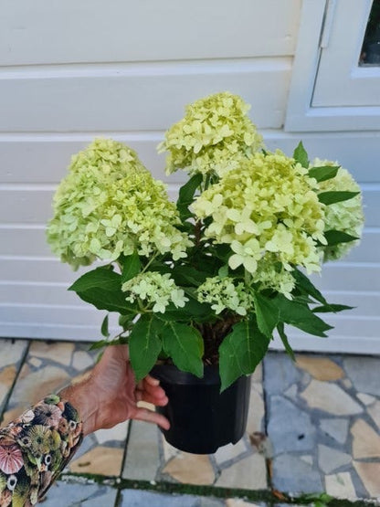  Pluimhortensia (Hydrangea Paniculata 'Little Spooky')