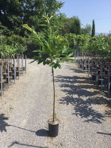  Tamme Kastanje Als Halfstam (Castanea Sativa)