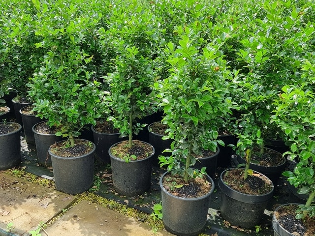  Hulst (Ilex Meserveae 'Heckenfee')