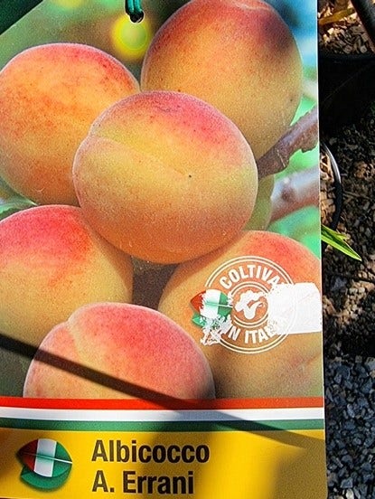  Abrikoos Als Halfstam (Prunus Armeniaca 'Antonio Errani') 