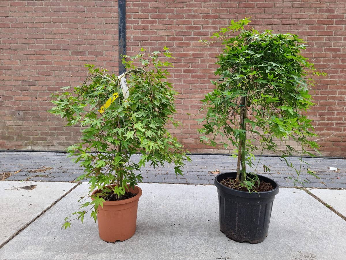  Japanse Esdoorn Op Stam (Acer Palmatum 'Ryusen')