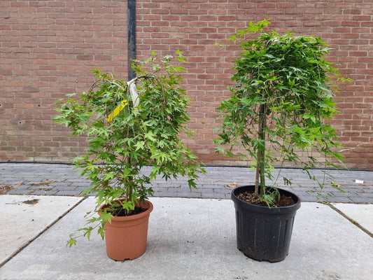  Japanse Esdoorn Op Stam (Acer Palmatum 'Ryusen')