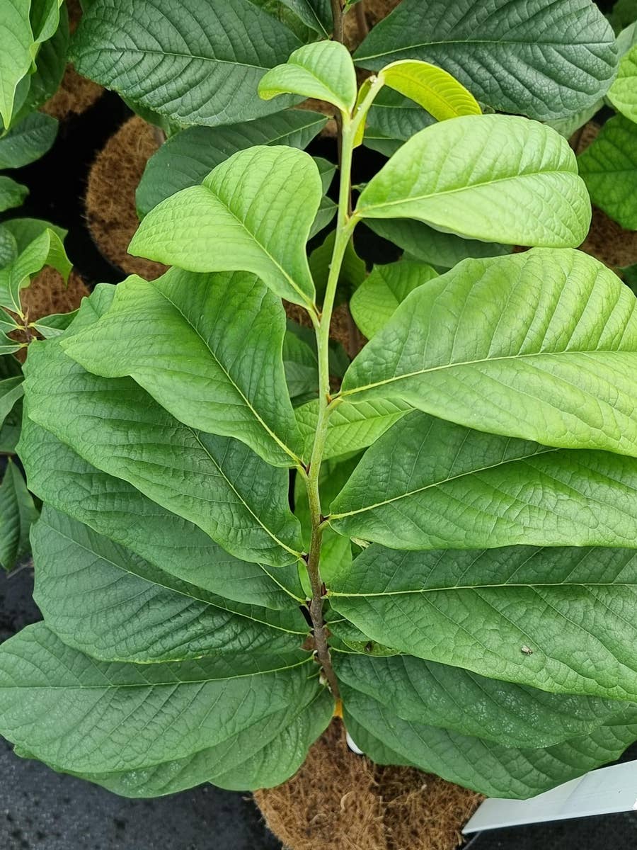  Pawpaw (Asimina Triloba)