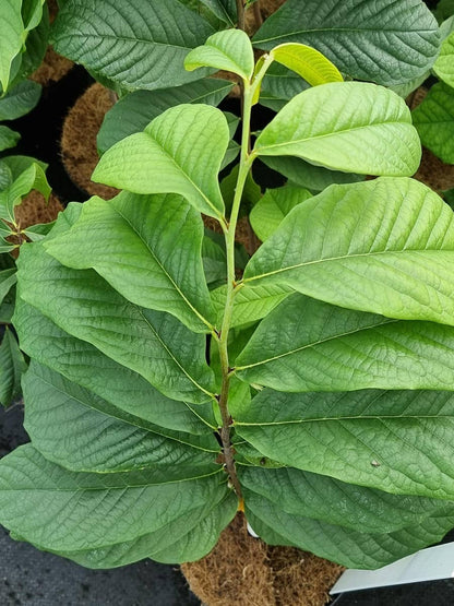 Pawpaw (Asimina Triloba)