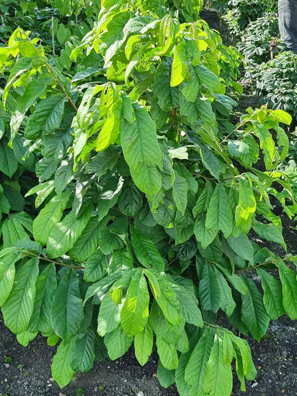  Pawpaw (Asimina Triloba)