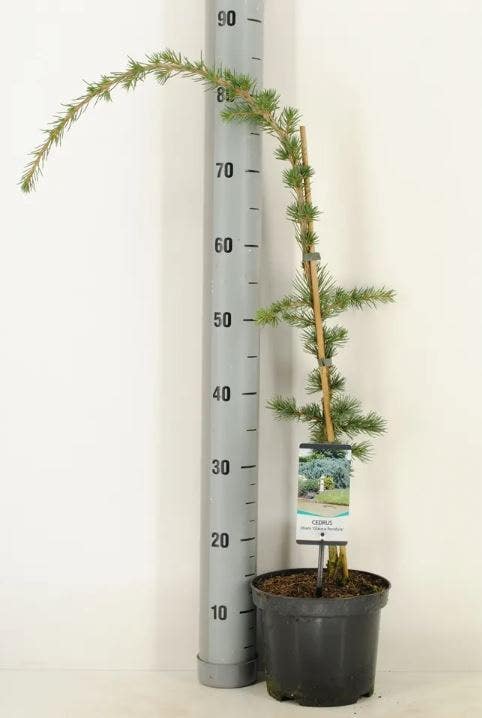  Treurceder (Cedrus Libani 'Glauca Pendula')