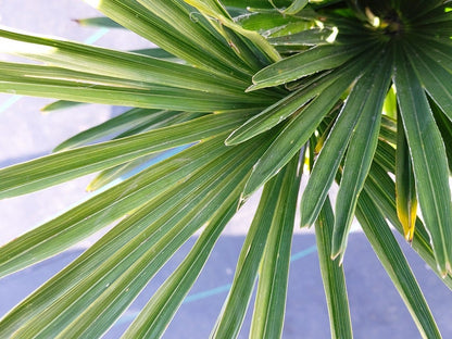  Winterharde Palm (Trachycarpus Wagnerianus)