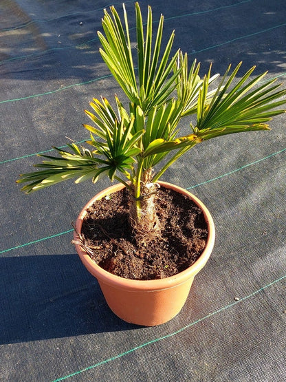  Winterharde Palm (Trachycarpus Wagnerianus)