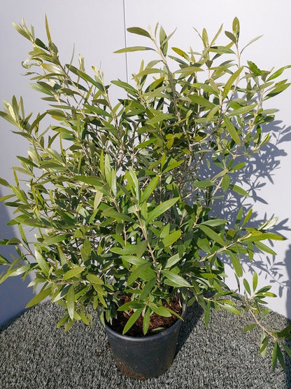  Olijf Als Struik (Olea Europaea)