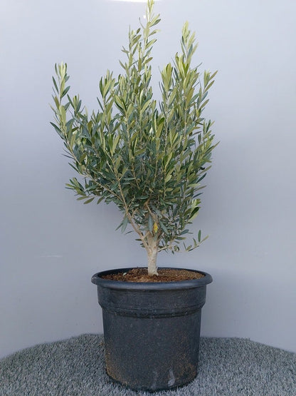  Olijf Als Struik (Olea Europaea)