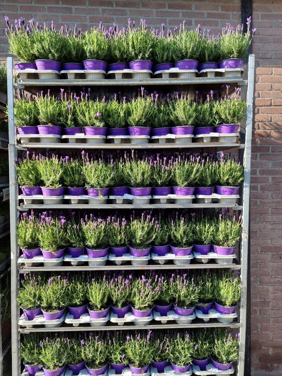  Vlinderlavendel (Lavandula Stoechas)