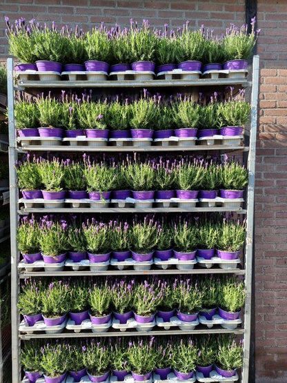  Vlinderlavendel (Lavandula Stoechas)