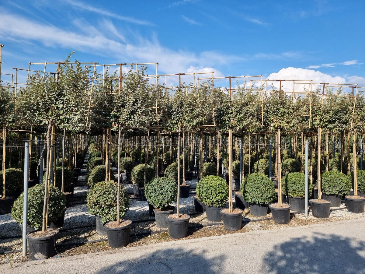  Olijfwilg Als Leiboom (Elaeagnus Ebbingei)