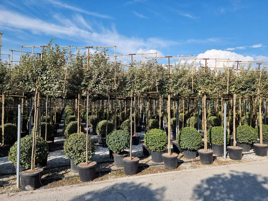  Olijfwilg Als Leiboom (Elaeagnus Ebbingei)