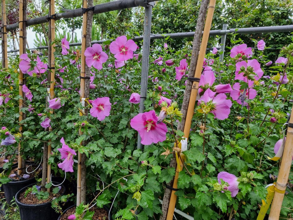  Altheastruik (Hibiscus Syriacus 'Rose Moon')