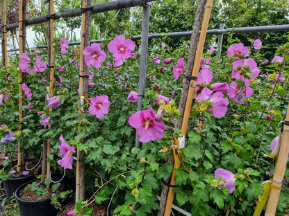  Altheastruik (Hibiscus Syriacus 'Rose Moon')