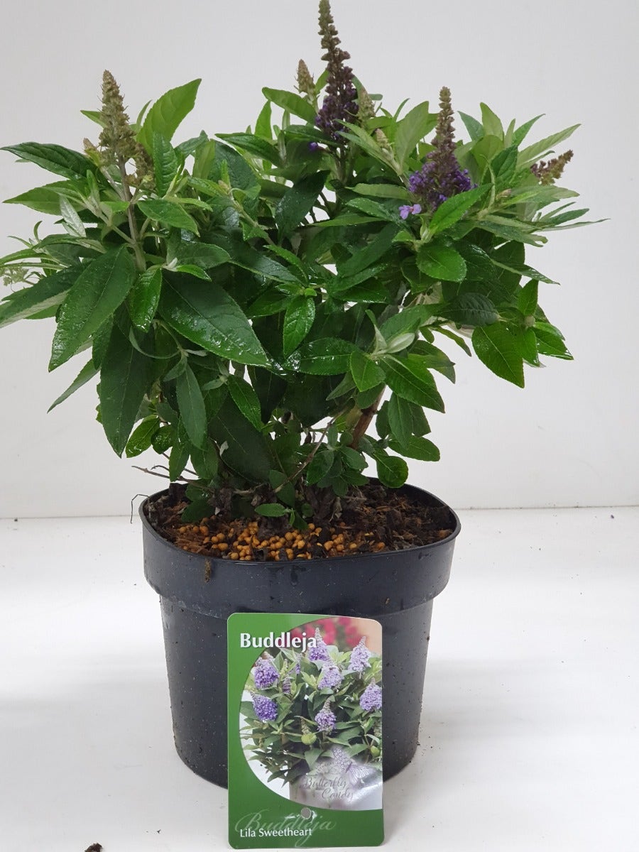  Vlinderstruik (Buddleja Davidii Candy Lila Sweetheart®)