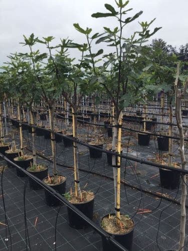  Vijg Als Halfstam (Ficus Carica 'Brogiotto Nero')