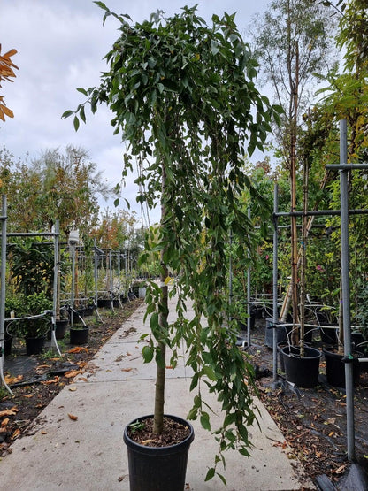  Japanse Treursierkers (Prunus 'White Fountain') 