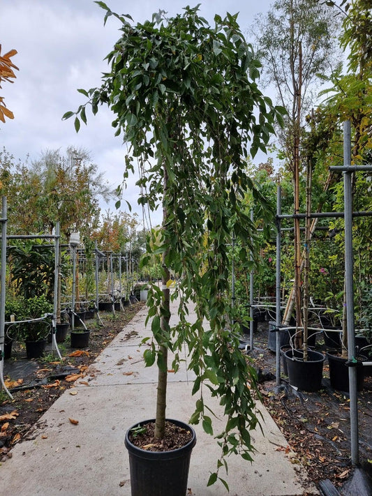  Japanse Treursierkers (Prunus 'White Fountain') 