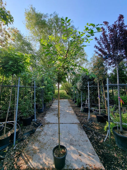  Kardinaalshoed Als Boom (Euonymus Alatus)