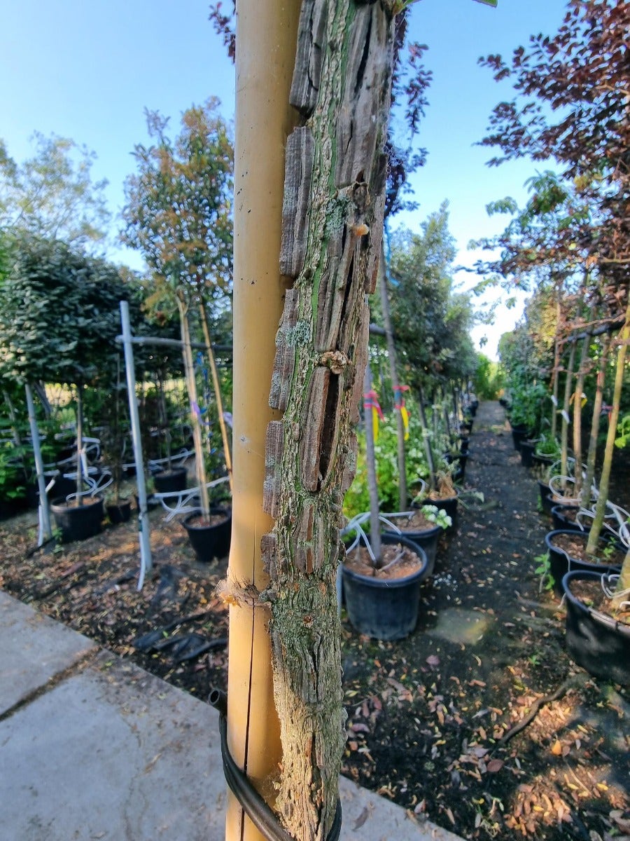  Kardinaalshoed Als Boom (Euonymus Alatus)