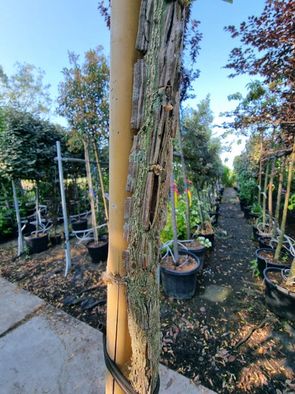  Kardinaalshoed Als Boom (Euonymus Alatus)