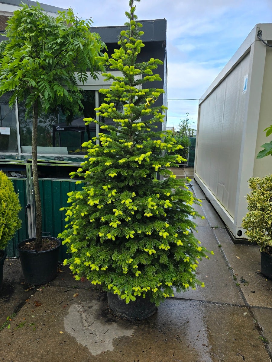  Nordmann-spar (Abies Nordmanniana)