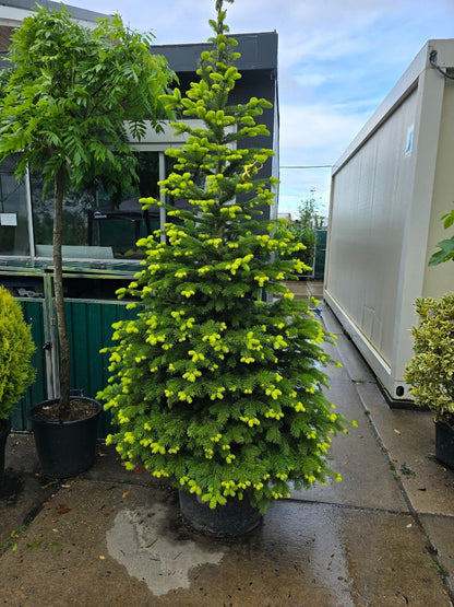  Nordmann-spar (Abies Nordmanniana)